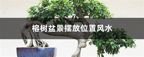 榕树盆栽风水|榕树的风水禁忌(榕树的风水)